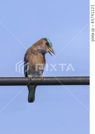 Image of indochinese roller bird(Coracias affinis) on nature background. Bird. Animals. Image of indochinese roller bird(Coracias affinis) on nature background. Bird. Animals. 83741121
