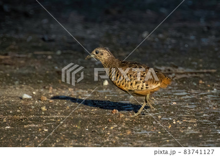 Image of Barred Buttonquail (Turnix suscitator) on nature background. Bird, Animals. Image of Barred Buttonquail (Turnix suscitator) on nature background. Bird, Animals. 83741127