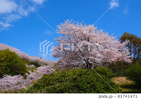 広島県の桜の名所の正福寺山公園の桜並木 83741471