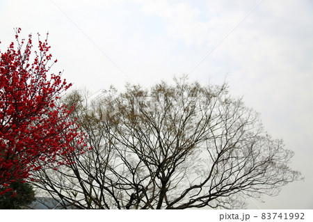 春の根尾路散策・19（岐阜県本巣市） 83741992