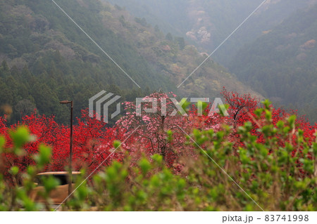 春の根尾路散策・13（岐阜県本巣市） 83741998