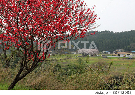 春の根尾路散策・9（岐阜県本巣市） 83742002