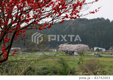 春の根尾路散策・8（岐阜県本巣市） 83742003