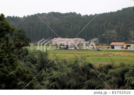 春の根尾路散策・1（岐阜県本巣市） 83742010