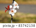 ベニバスモモの白い花（灰色背景）　陽射しを浴びるベニバスモモの花二輪 83742138