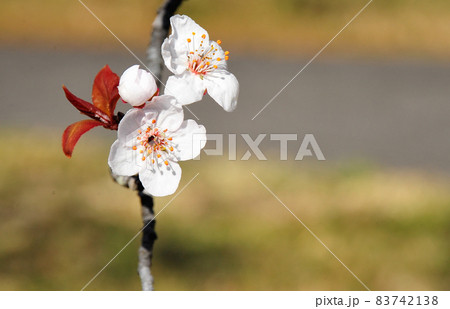 ベニバスモモの白い花(灰色背景) 陽射しを浴びるベニバスモモの花二輪 ベニバスモモの白い花(灰色背景) 陽射しを浴びるベニバスモモの花二輪 83742138