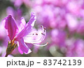 満開の三つ葉ツツジ   　ピンク色の三つ葉ツツジ 83742139