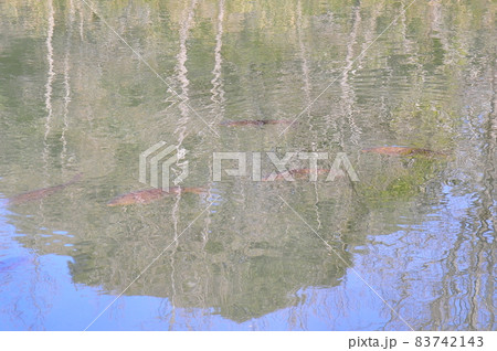 日本画の様な池面の鯉（パステル背景）　　日本画の様な風景（池の鯉） 83742143