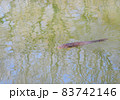 日本画の様な池面の鯉（パステル背景）　　日本画の様な風景（池の鯉） 83742146