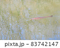 日本画の様な池面の鯉（パステル背景）　　日本画の様な風景（池の鯉） 83742147