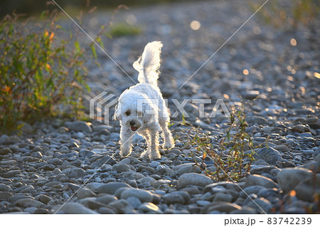 河原で走るマルプー 河原で走るマルプー 83742239