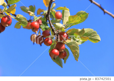 赤く色づいた姫リンゴ（ヒメリンゴ） 83742501