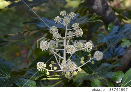 ヤツデの花の蕾の写真素材