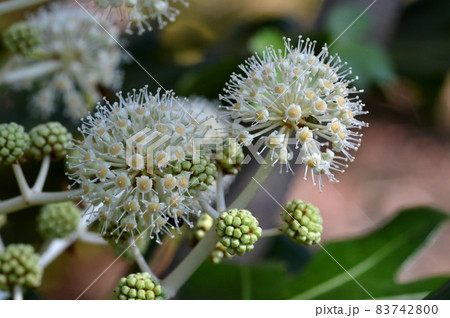 ヤツデの花 83742800