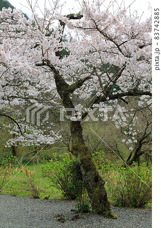 春の根尾路散策・66（岐阜県本巣市） 83742885