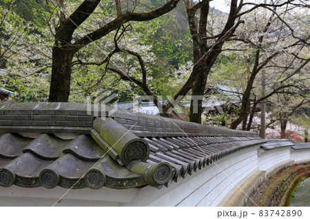 春の根尾路散策・61（岐阜県本巣市） 83742890