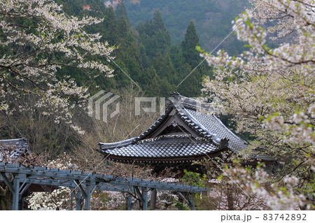 春の根尾路散策・59（岐阜県本巣市） 83742892