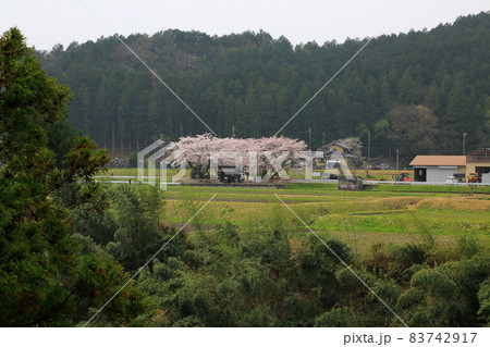 春の根尾路散策・34(岐阜県本巣市) 春の根尾路散策・34(岐阜県本巣市) 83742917