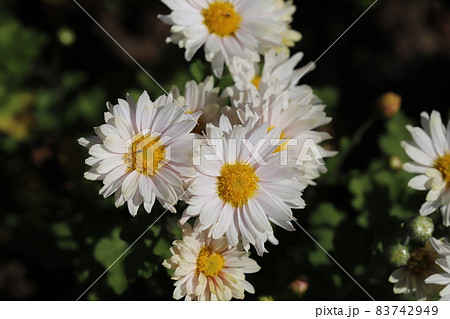 秋の庭に咲く白いスプレーギクの花 秋の庭に咲く白いスプレーギクの花 83742949