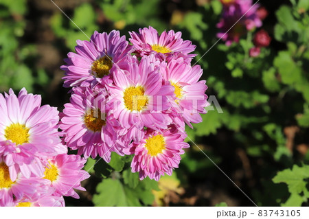 秋の庭に咲くピンク色のスプレーギクの花 83743105