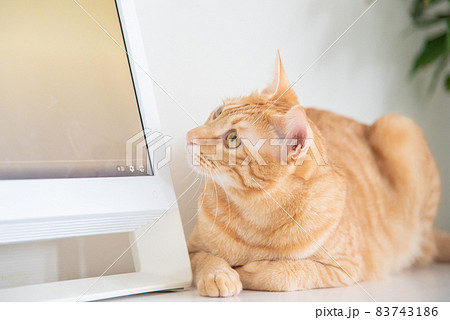 パソコンのモニターを見つめる可愛い茶トラ猫の写真素材