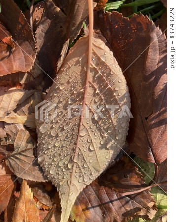 朝露と落ち葉 83743229