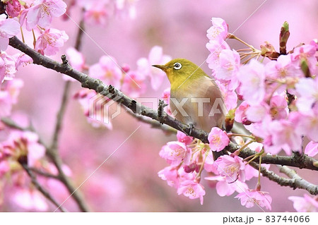 メジロと河津桜の写真素材 [83744066] - PIXTA
