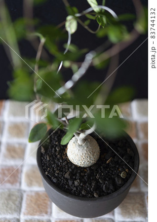 火星人（フォッケア・エデュリス） 83744132