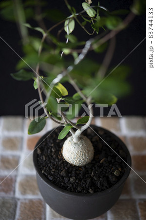 火星人(フォッケア・エデュリス) 火星人(フォッケア・エデュリス) 83744133