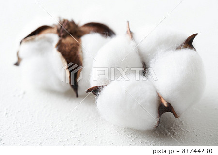 綿花　コットンフラワー 83744230