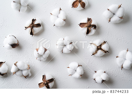 綿花　コットンフラワー 83744233