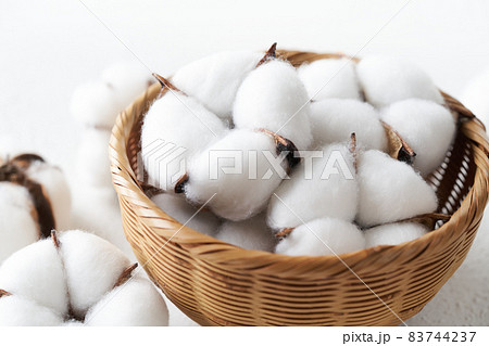 綿花　コットンフラワー 83744237