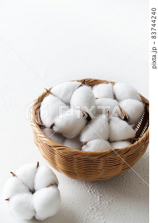綿花　コットンフラワー 83744240