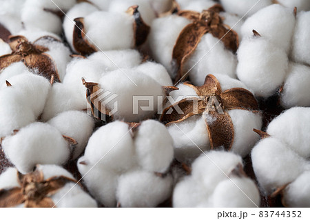 綿花　コットンフラワー 83744352
