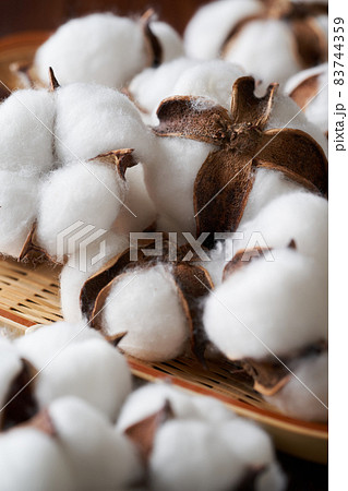 綿花 コットンフラワー 綿花 コットンフラワー 83744359