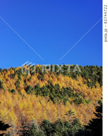 蓼科中央高原の秋 蓼科中央高原の秋 83744722