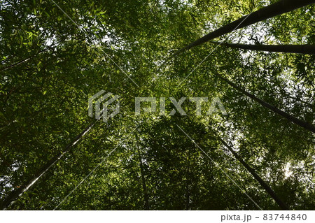 春の竹林 83744840