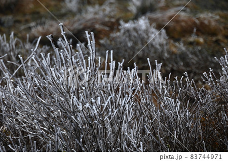 植物の枝についた氷 植物の枝についた氷 83744971