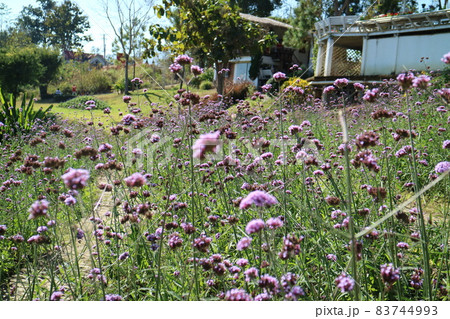 花 フラワー お花 83744993