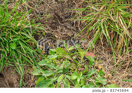 高原の鹿の糞 83745694