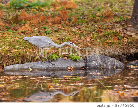 Ardea cinerea, grey heron a large bird predator hunting on the shore of a pond. Autumn day. Ardea cinerea, grey heron a large bird predator hunting on the shore of a pond. Autumn day. 83745950