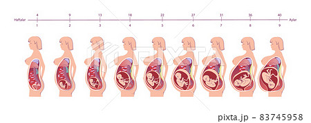 Normal pregnancy female anatomy. Anatomy medical infographic vector poster illustration. 83745958