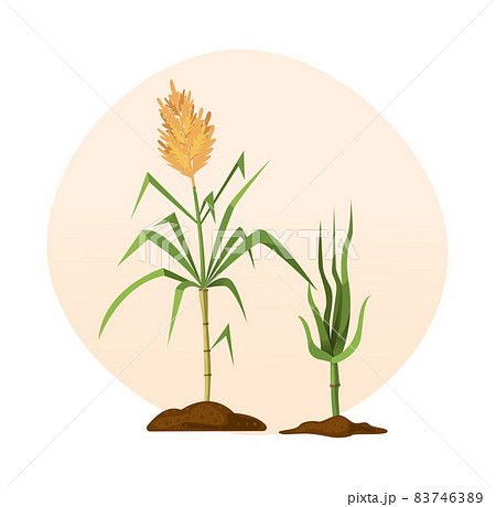 Fresh cane sugar with stem and leaf plants set. Sugarcane plants, cane sugar lumps, bamboo. Natural organic alcohol industry food cartoon 83746389