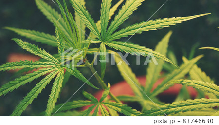 Green Marijuana tree cannabis plant narcotic herbal in greenhouse. Hemp leaf made cannabis crude oil at medicine farm. CBC, THC herb agriculture by Weed leaf Drug and medicine healthcare concept 83746630