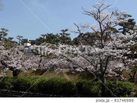 松山市道後公園の桜 83746989