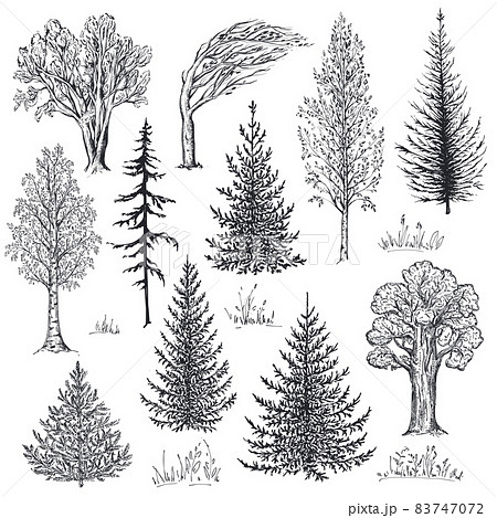 Vector collection of hand drawn trees in sketch style. Fir, birch, oak. Forest nature set 83747072