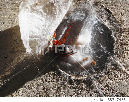 巣の中のヒラタグモの親子 巣の中のヒラタグモの親子 83747423