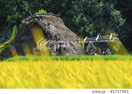 秋の北田遺跡と稲穂　長野県飯田市上久堅 83747463