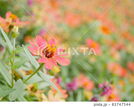 百日草24　オレンジ 83747544