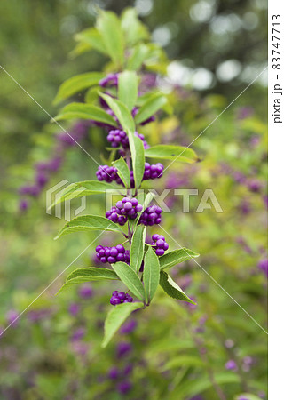 コムラサキの木が紫色の実を付けています。 コムラサキの木が紫色の実を付けています。 83747713